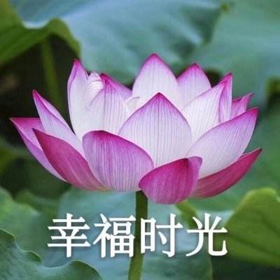 战斗吧原始部落手游下载